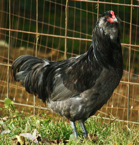 Ameraucana Chicken: Chicken Breed – Complete .